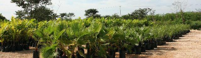 Cultivos de palmeras