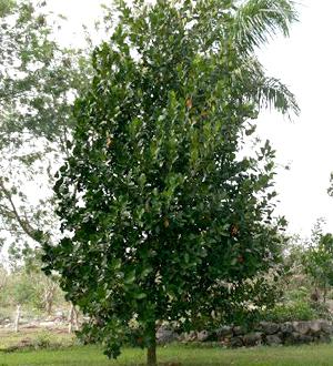 Palmeral Jack Fruit