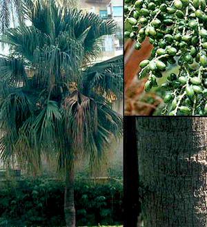palmeras Livistonia