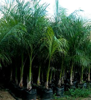 cultivos palmeras